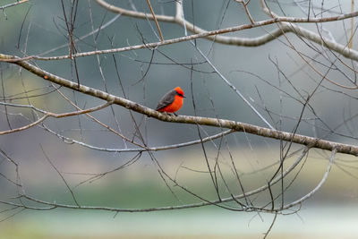 Vermilion flycatcher on a branch