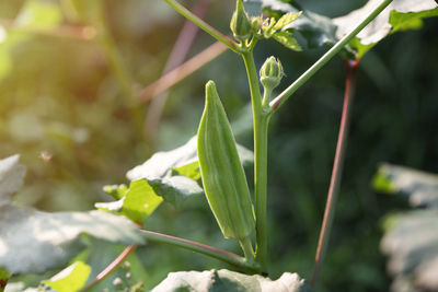 Close-up of fresh green plant in field