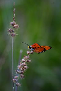 Close-up of butterfly pollinating on flower