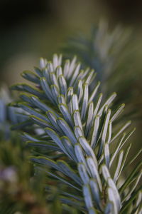 Close-up of white flowering plant in field