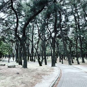 Empty road amidst trees in park