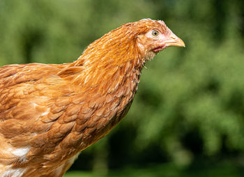 Close up low level view of female chicken hybrid showing black and gold feathers and red crown