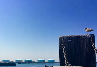 Seagull perching on wooden post against blue sky