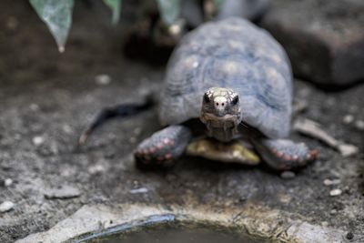 Close-up of turtle