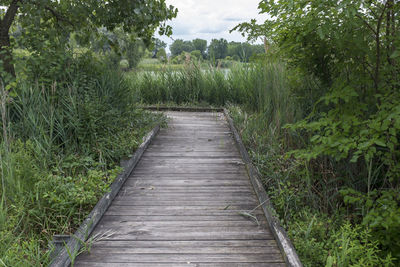 Boardwalk amidst trees in forest