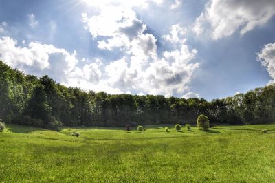 View of sheep grazing in field