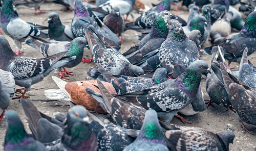 Pigeons in the park