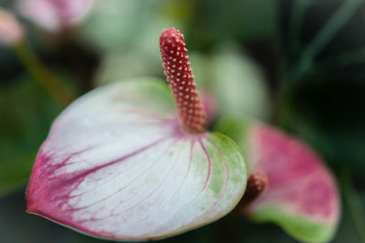 Close-up of pink flowers