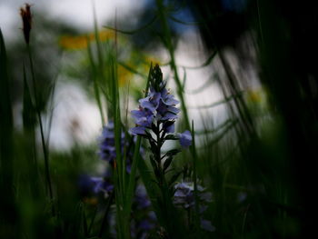 Close-up of purple flowering plants on field