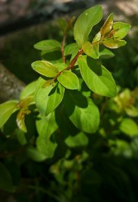 Close-up of leaves