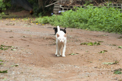 Portrait of cat with dog standing on dirt road