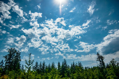 Low angle view of trees against sky