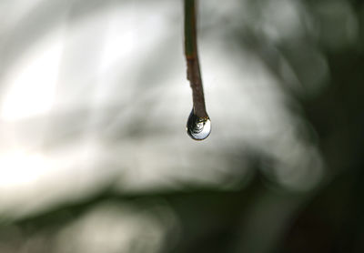 Close-up of water drop on leaf