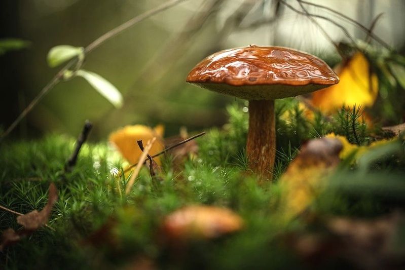 mushrooms Mushrooms 🍄🍄 Yellow Mushroom_pictures Mushroomphotography Mushroom Hunting Mushrooms Eyeem