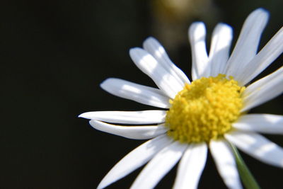 Close-up of white daisy flower against black background