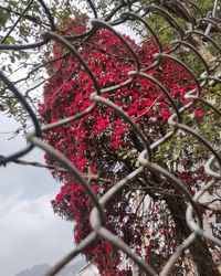 Low angle view of flowering plants against fence
