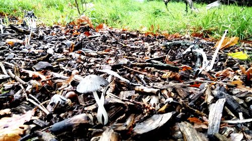 High angle view of mushroom growing on field