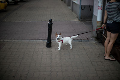 Low section of people with dog on street