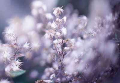 Close-up of white flowers