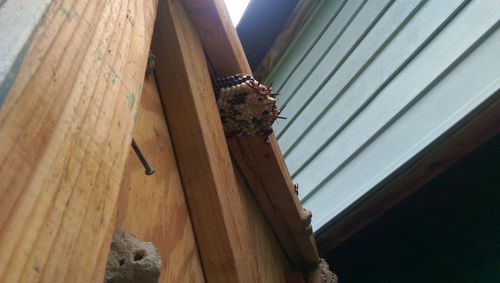 Low angle view of insect perching on wood against tree