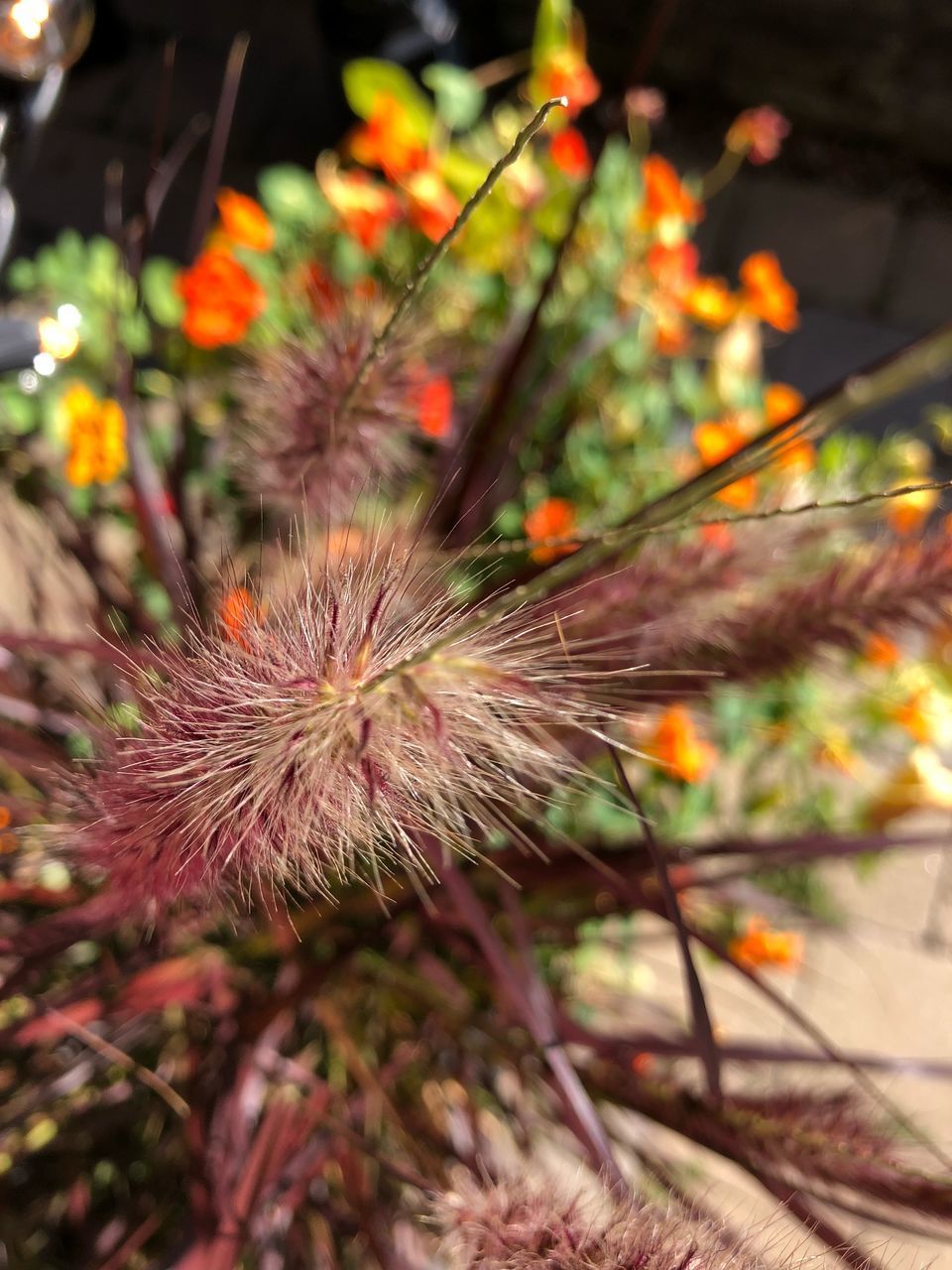 CLOSE-UP OF RED FLOWER ON PLANT