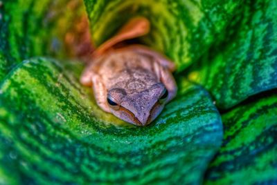 Close-up of frog on leaf