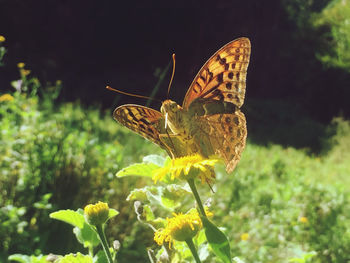 Close-up of butterfly pollinating on yellow flower