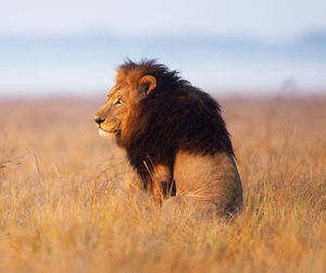 Side view of a cat on field