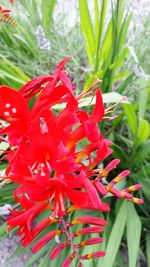 Close-up of day lily blooming outdoors