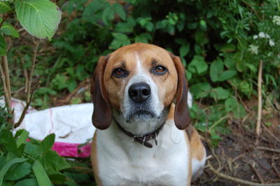 Close-up of dog resting on grass