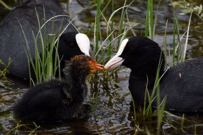 Ducks in a lake