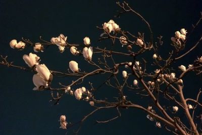 Close-up of flowers