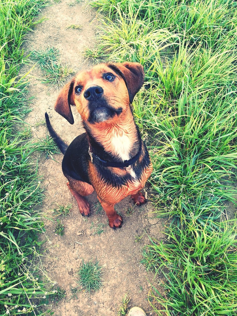 HIGH ANGLE PORTRAIT OF DOG WITH SHADOW ON GRASS