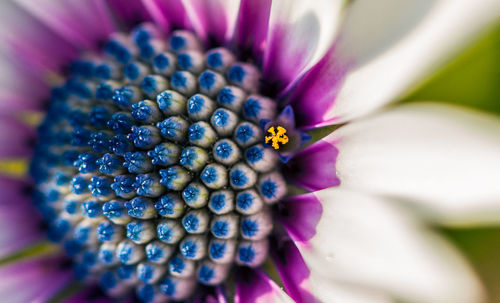 Close-up of purple flowering plant