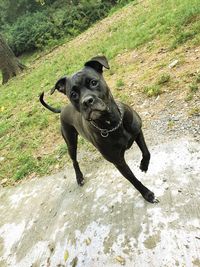 Portrait of black dog on field