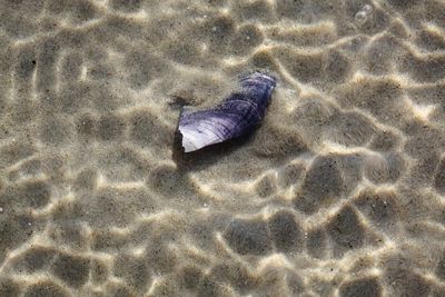 High angle view of starfish on beach
