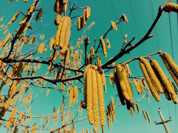 Low angle view of plants against clear blue sky