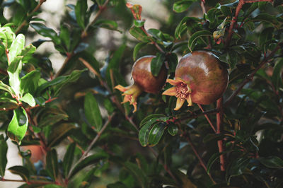 Close-up of fresh fruits on tree