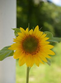 Close-up of sunflower