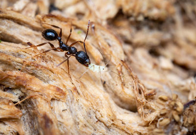 Close-up of ant on rock