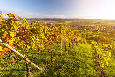 Scenic view of vineyard against sky