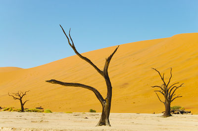 Bare trees on sand at desert
