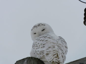 Low angle view of owl perching on wood against sky