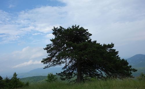 Tree on landscape against sky