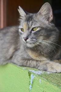 Close-up portrait of a cat