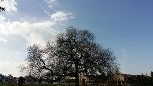 Low angle view of tree growing on field against sky