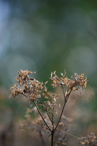 Close-up of wilted plant