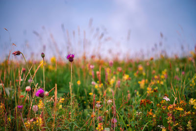 Close-up of pink flowering plants on field against sky