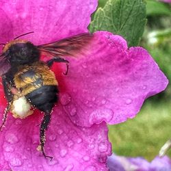 Close-up of butterfly on pink flower