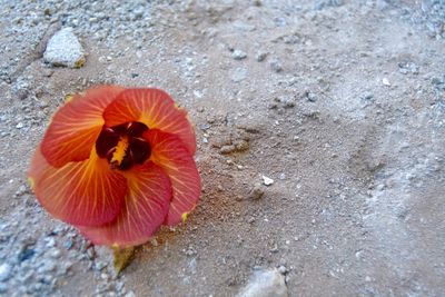 Close-up of flower